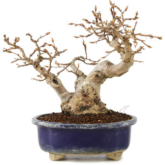 Carpinus coreana, 16 cm, ± 20 anni