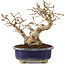 Carpinus coreana, 16 cm, ± 20 Jahre alt