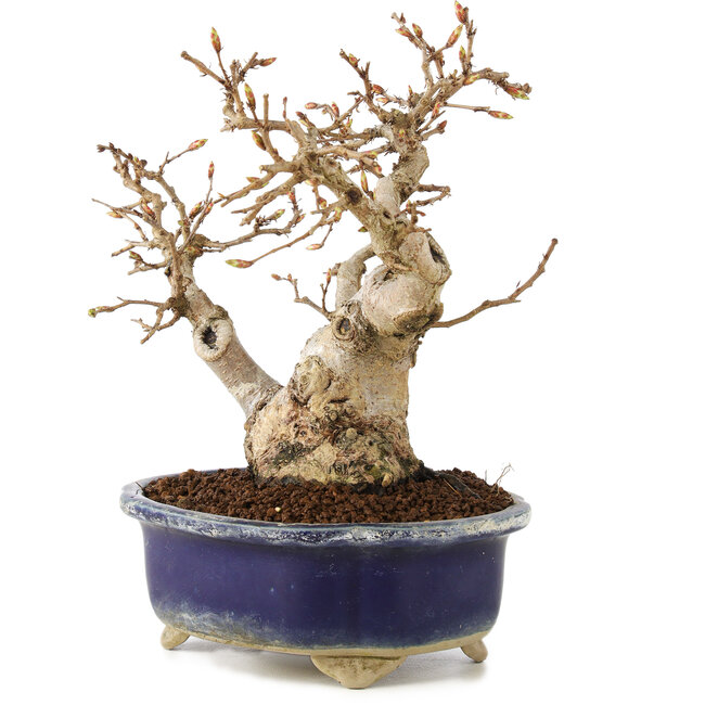 Carpinus coreana, 16 cm, ± 20 ans