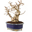 Carpinus coreana, 16 cm, ± 20 Jahre alt