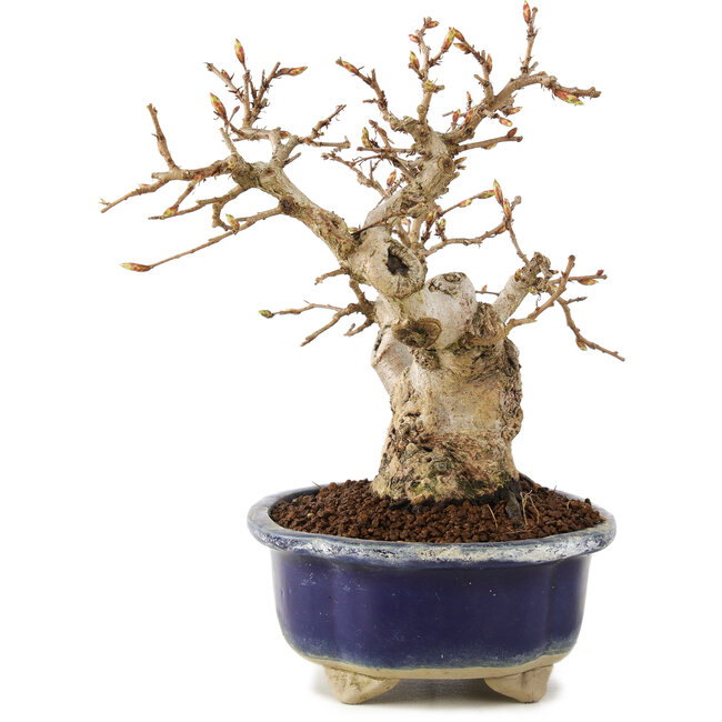 Carpinus coreana, 16 cm, ± 20 anni