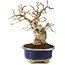 Carpinus coreana, 16 cm, ± 20 anni