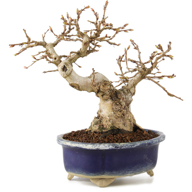 Carpinus coreana, 16 cm, ± 20 anni