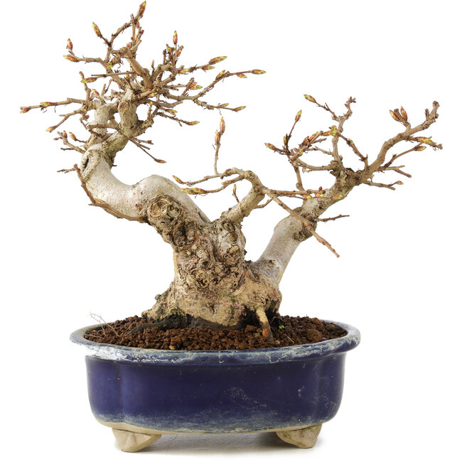 Carpinus coreana, 16 cm, ± 20 ans