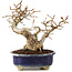 Carpinus coreana, 16 cm, ± 20 years old