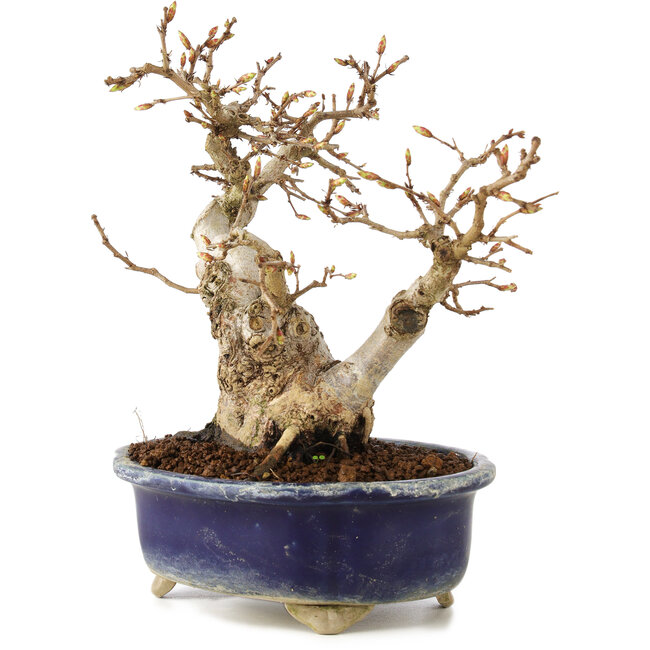 Carpinus coreana, 16 cm, ± 20 años