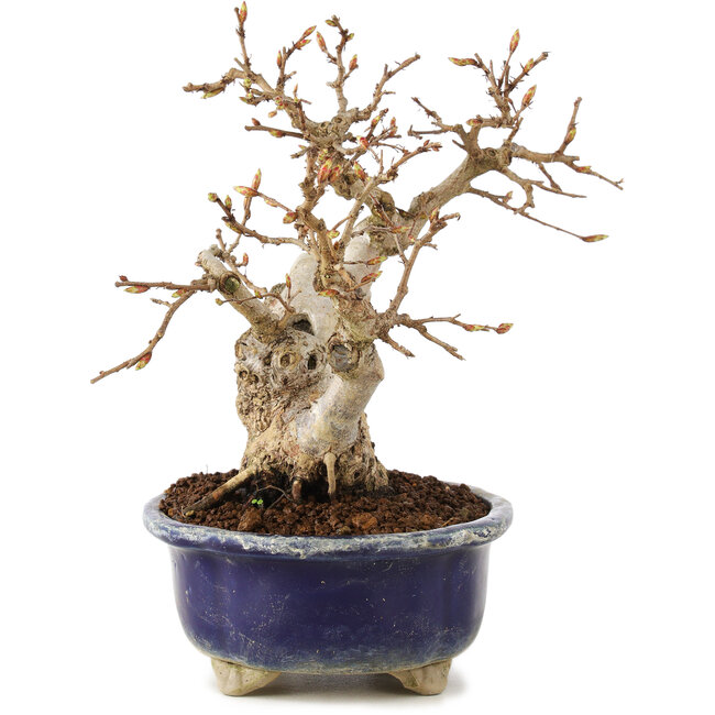 Carpinus coreana, 16 cm, ± 20 Jahre alt
