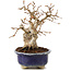 Carpinus coreana, 16 cm, ± 20 Jahre alt