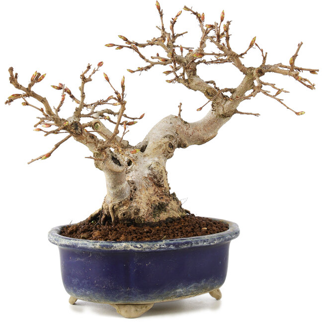 Carpinus coreana, 16 cm, ± 20 años