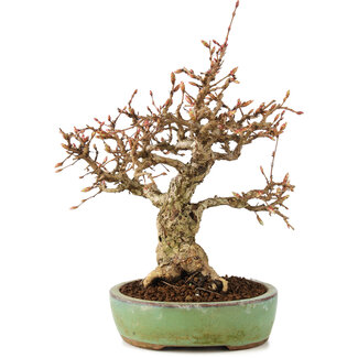 Carpinus coreana, 18 cm, ± 25 Jahre alt