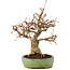 Carpinus coreana, 18 cm, ± 25 years old