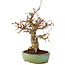 Carpinus coreana, 18 cm, ± 25 anni