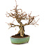 Carpinus coreana, 18 cm, ± 25 anni