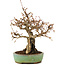 Carpinus coreana, 18 cm, ± 25 anni