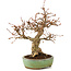 Carpinus coreana, 18 cm, ± 25 anni