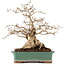 Carpinus coreana, 28 cm, ± 50 Jahre alt