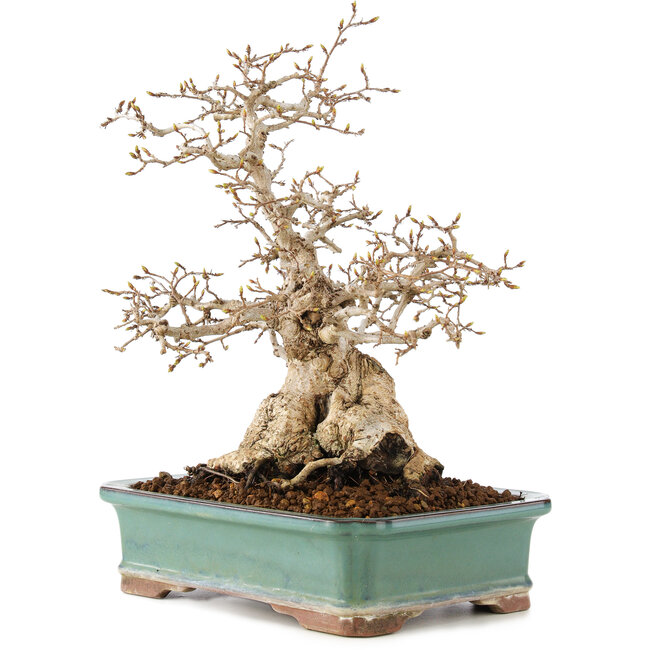 Carpinus coreana, 28 cm, ± 50 ans