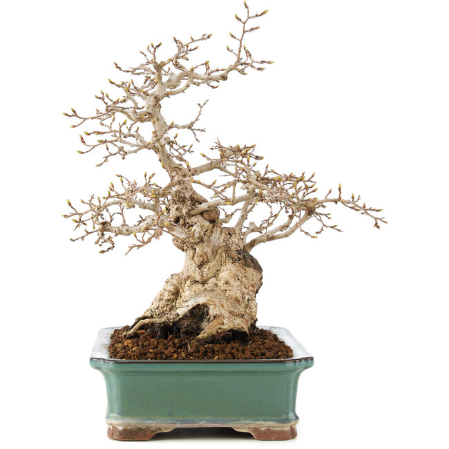 Carpinus coreana, 28 cm, ± 50 ans