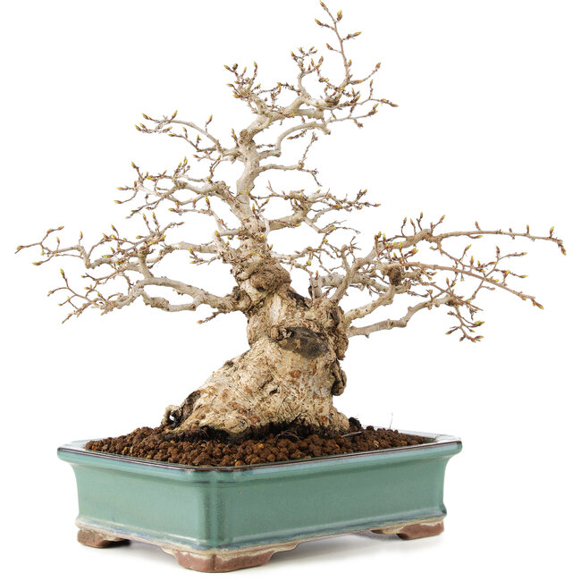 Carpinus coreana, 28 cm, ± 50 jaar oud