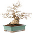 Carpinus coreana, 28 cm, ± 50 Jahre alt