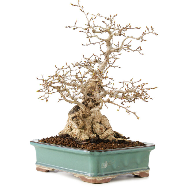 Carpinus coreana, 28 cm, ± 50 ans