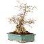 Carpinus coreana, 28 cm, ± 50 Jahre alt