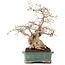 Carpinus coreana, 28 cm, ± 50 years old