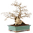 Carpinus coreana, 28 cm, ± 50 Jahre alt