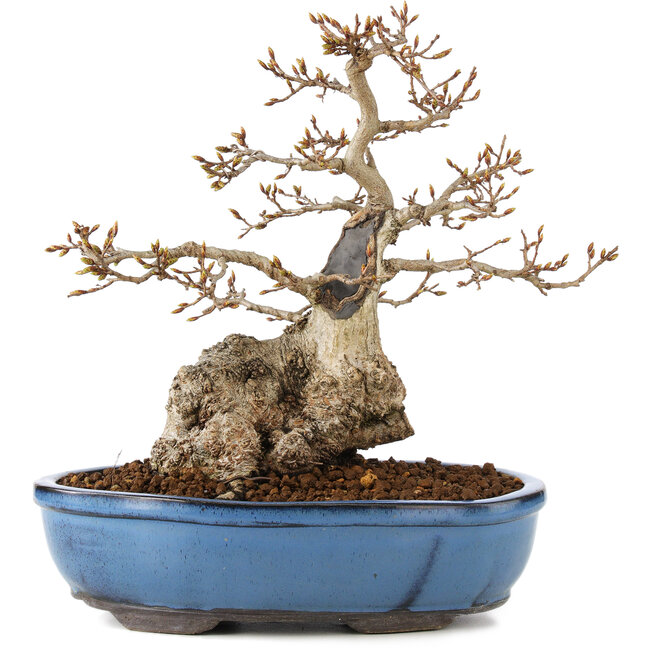 Carpinus coreana, 27 cm, ± 60 Jahre alt