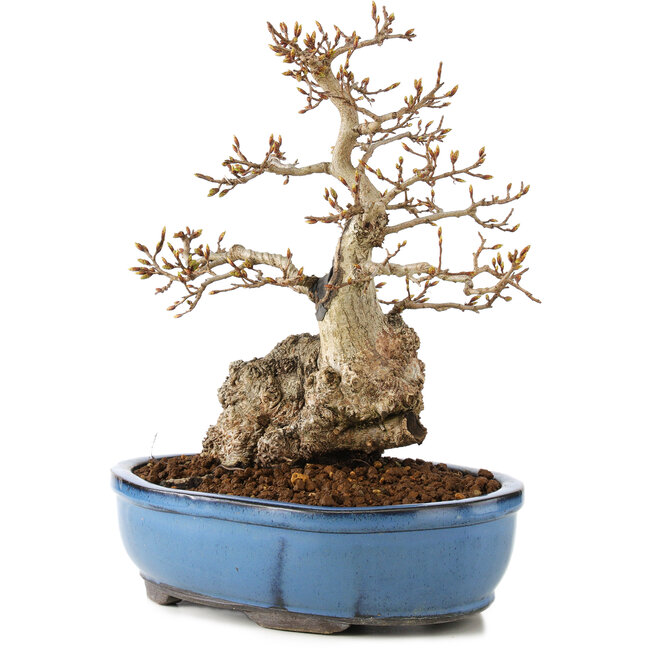 Carpinus coreana, 27 cm, ± 60 ans
