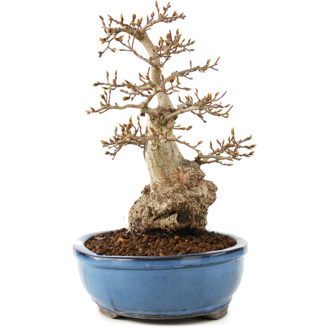 Carpinus coreana, 27 cm, ± 60 años