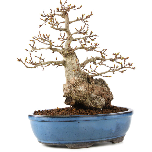 Carpinus coreana, 27 cm, ± 60 years old