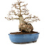 Carpinus coreana, 27 cm, ± 60 years old