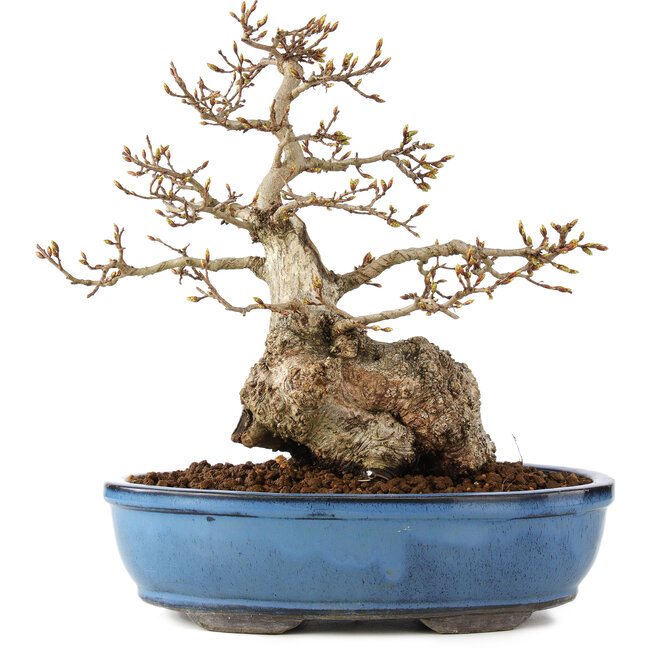 Carpinus coreana, 27 cm, ± 60 Jahre alt