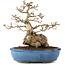 Carpinus coreana, 27 cm, ± 60 years old