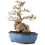 Carpinus coreana, 27 cm, ± 60 years old