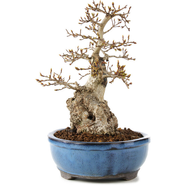 Carpinus coreana, 27 cm, ± 60 years old