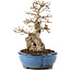 Carpinus coreana, 27 cm, ± 60 Jahre alt