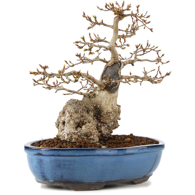 Carpinus coreana, 27 cm, ± 60 years old