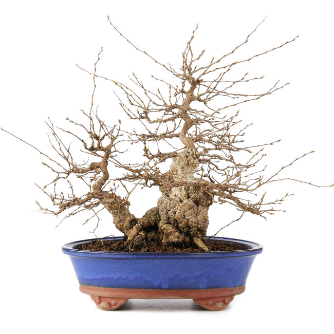 Carpinus coreana, 30 cm, ± 60 jaar oud