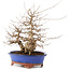 Carpinus coreana, 30 cm, ± 60 Jahre alt