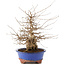 Carpinus coreana, 30 cm, ± 60 years old