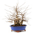 Carpinus coreana, 30 cm, ± 60 Jahre alt