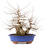 Carpinus coreana, 30 cm, ± 60 Jahre alt