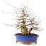 Carpinus coreana, 30 cm, ± 60 Jahre alt