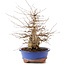 Carpinus coreana, 30 cm, ± 60 jaar oud