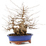 Carpinus coreana, 30 cm, ± 60 years old