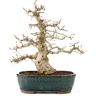 Carpinus coreana, 31 cm, ± 50 anni