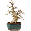 Carpinus coreana, 31 cm, ± 50 years old