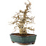 Carpinus coreana, 31 cm, ± 50 years old